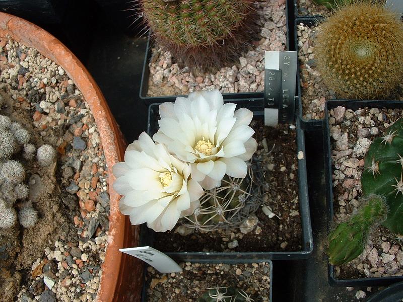 Gymnocalycium leeanum_1.JPG